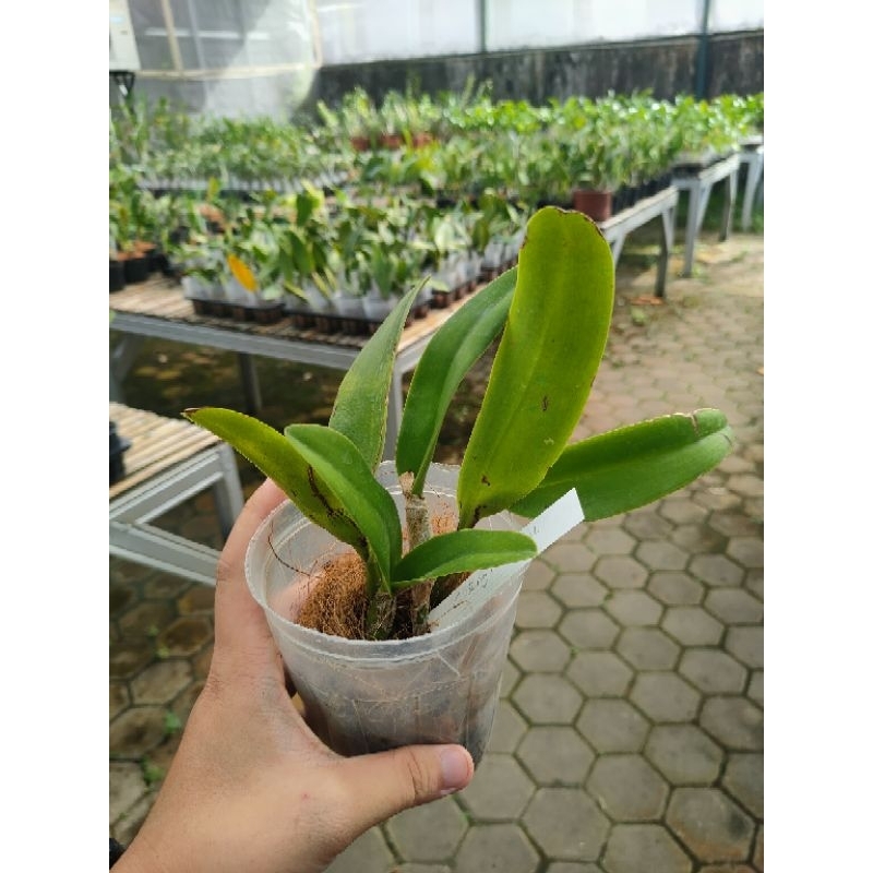 Anggrek cattleya pra dewasa awal soft pot sale