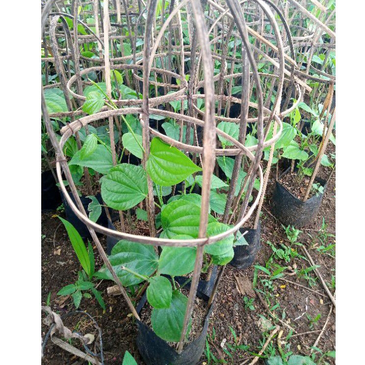 ( BISA COD ) Pohon lada putih | bibit pohon lada