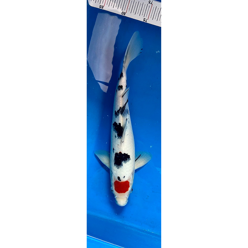 Ikan Koi Tancho Sanke 36cm