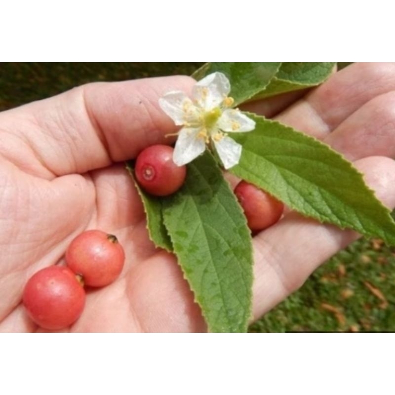 

BUAH KERSEN