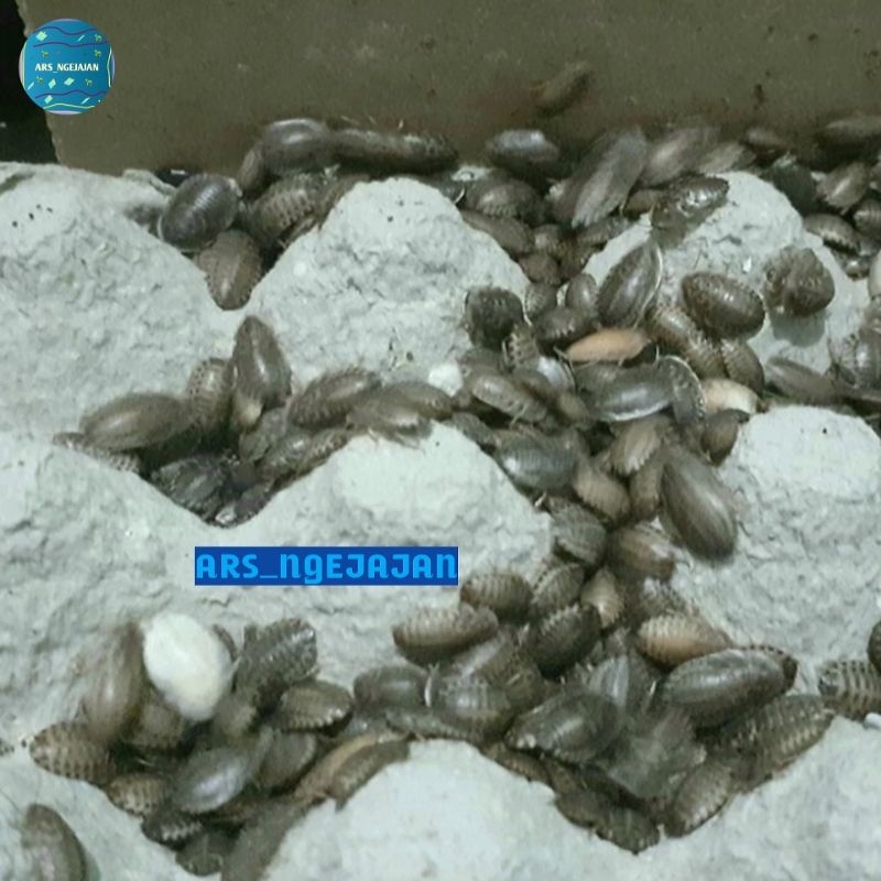 Kecoa Dubia 1cm sd 2cm Untuk Pakan Reptile Kura ikan Burung Pakan Berprotein Tinggi