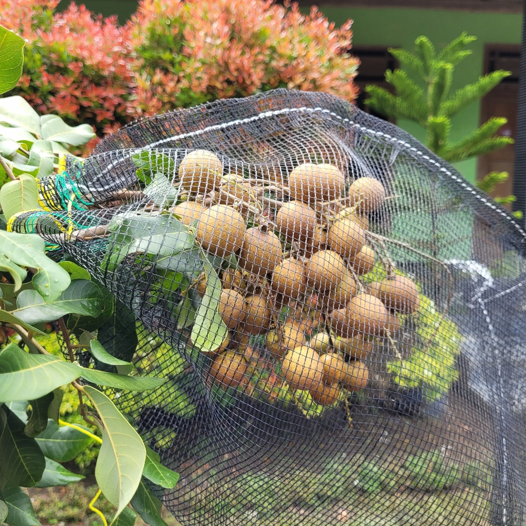 Pembungkus buah dipohon brongsong kelengkeng bisa untuk buah sejenis lengkap dengan tali dan serbagu