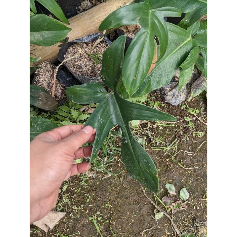 DIARY PETANI - Tanaman Hias Rambat Philodendron Pedatum Pilo Pedatum