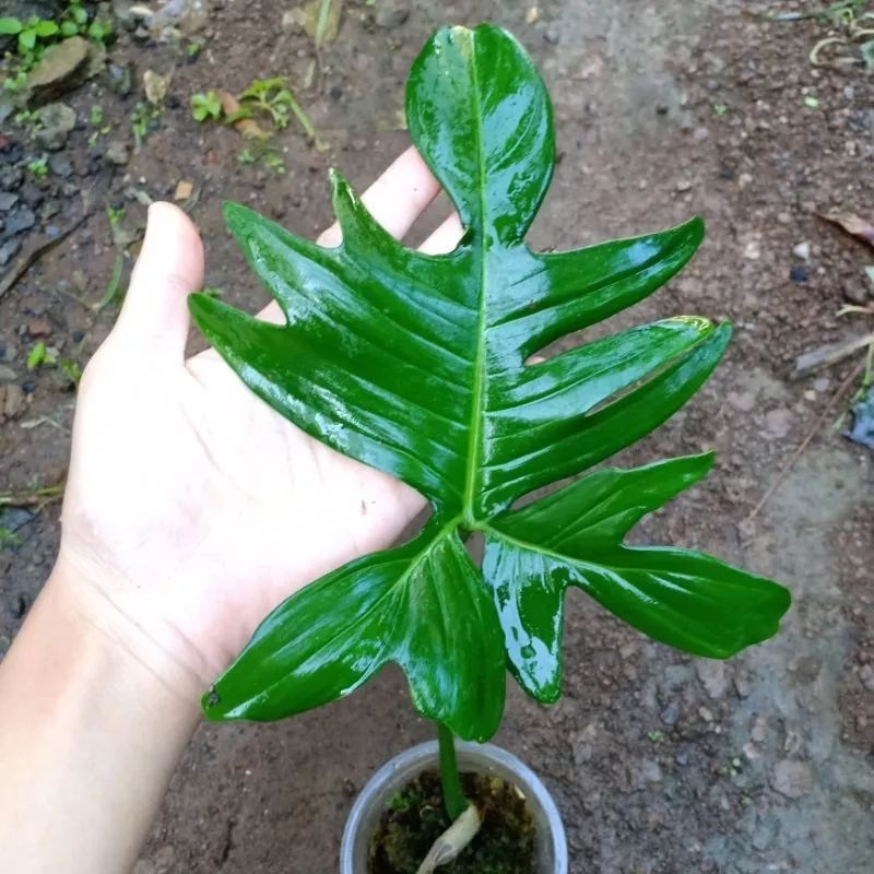 DIARY PETANI - Tanaman Hias Rambat Philodendron Pedatum Pilo Pedatum