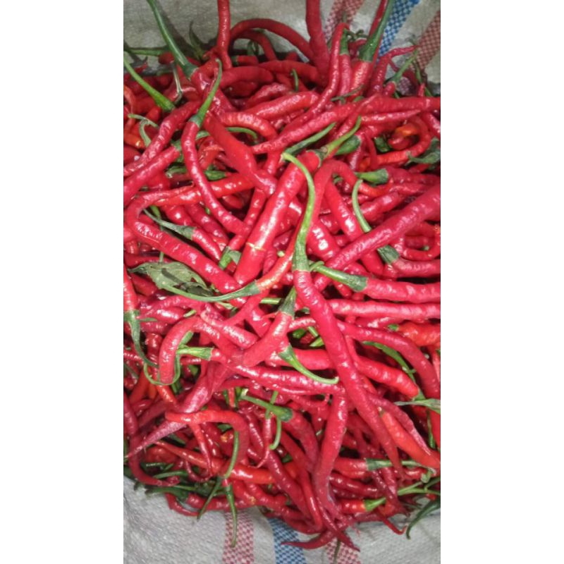 

cabai merah keriting
