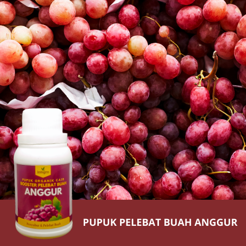 Anggur Booster 100 cc / Pupuk Pelebat Buah Anggur / Pupuk Booster Buah Anggur / Pupuk Perangsang Bun