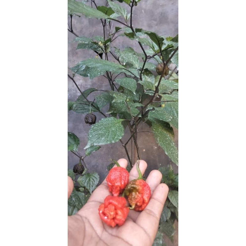 buah cabai CAROLINA REAPER