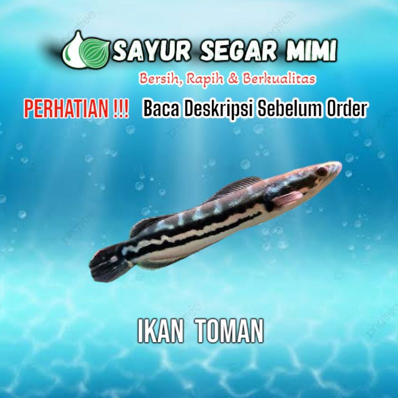 Ikan Toman - Sᴀʏᴜʀ Sᴇɢᴀʀ ♏ɪᴍɪ