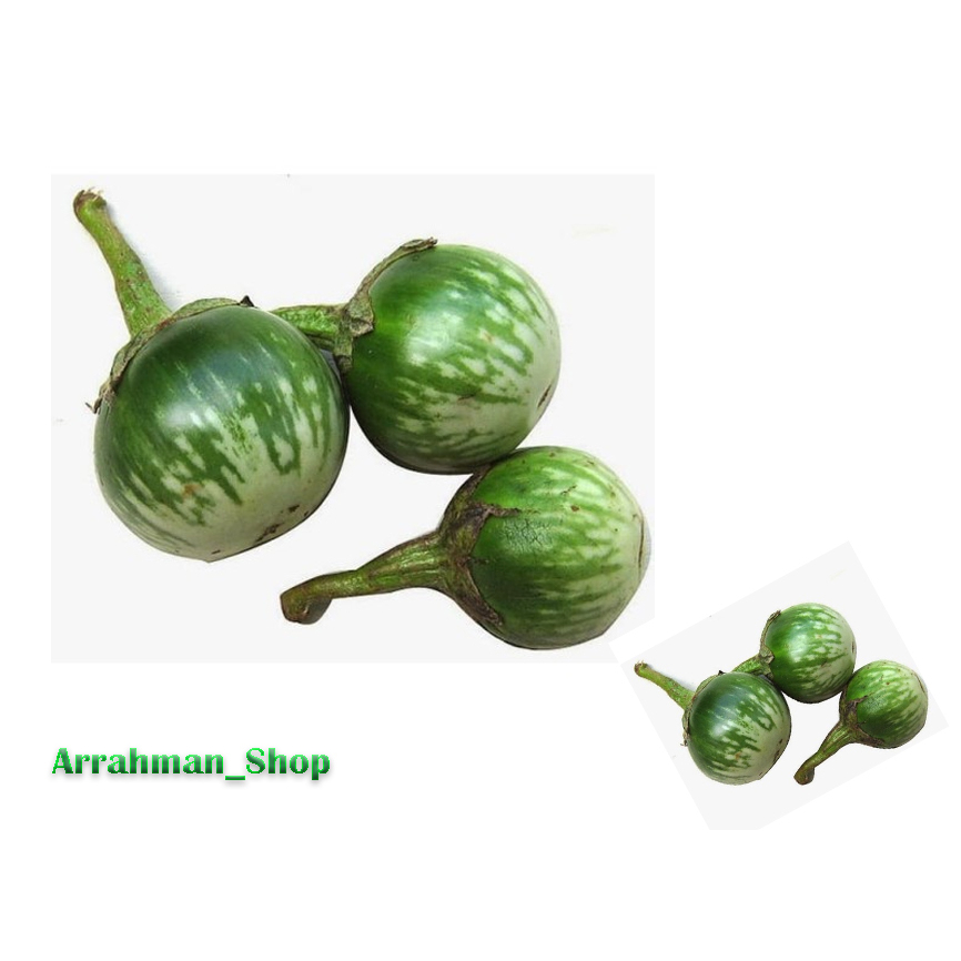 

Terong bulet Ijo - Terong Lalap Hijau Segar Fresh Siap Lalap
