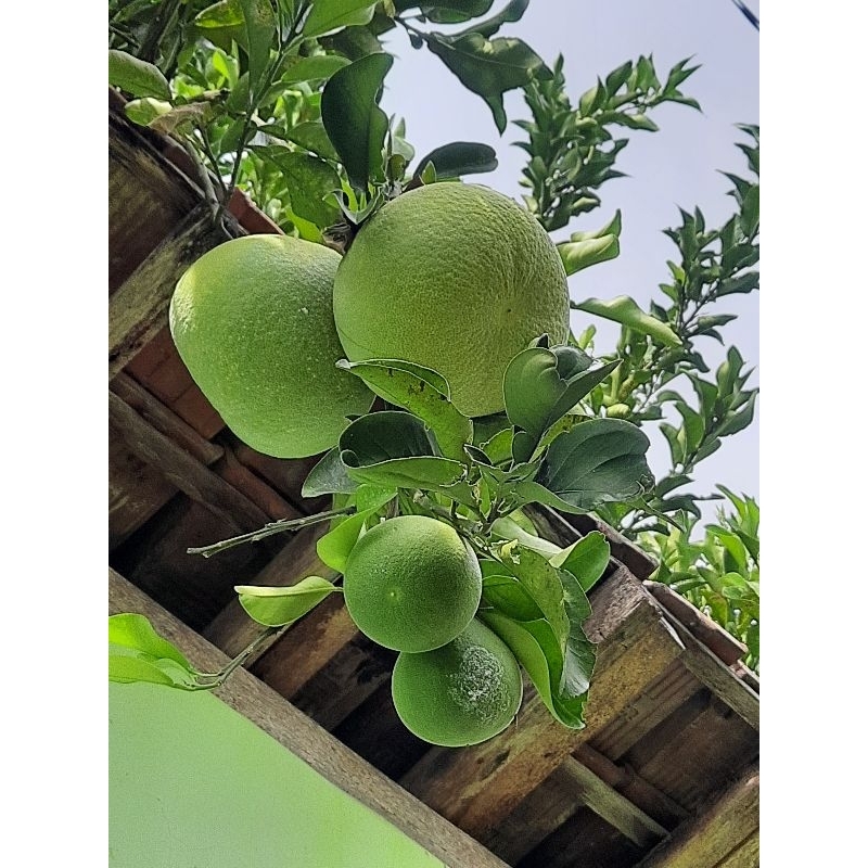 

Jeruk Bali Seruni