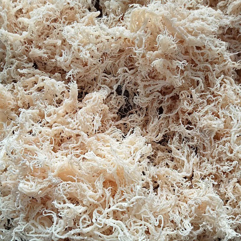 

Rumput Laut Kering Putih 70gr || Spinosum Cottoni Original Premium