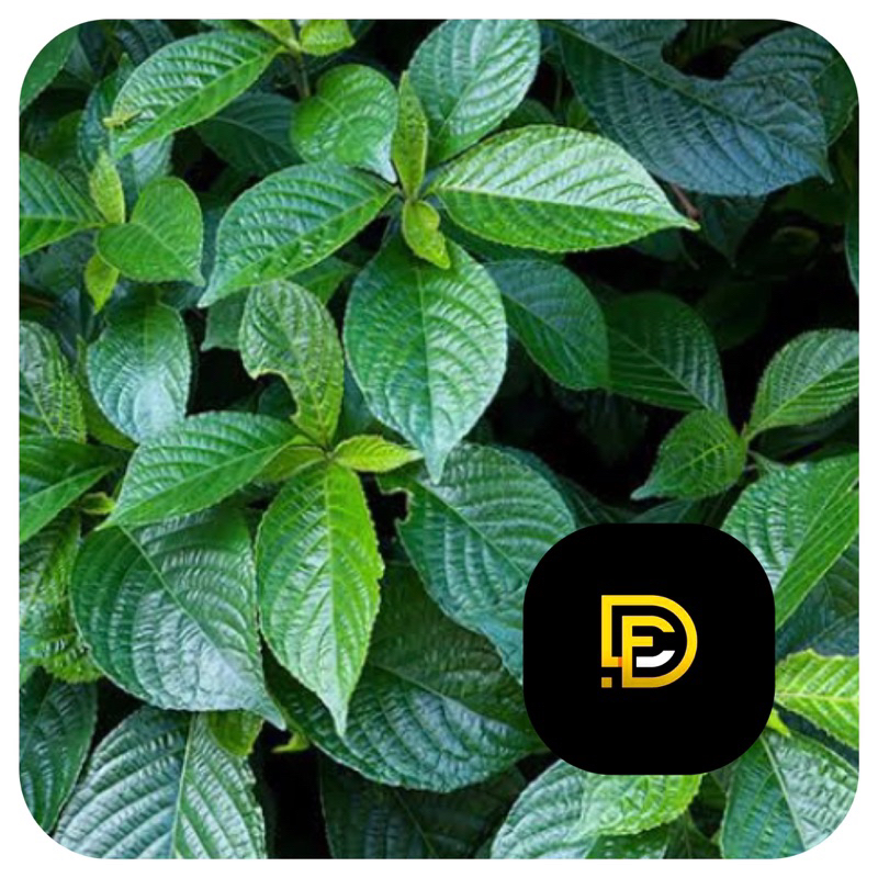 

Daun keji beling segar daun pecah beling 500 gram-az