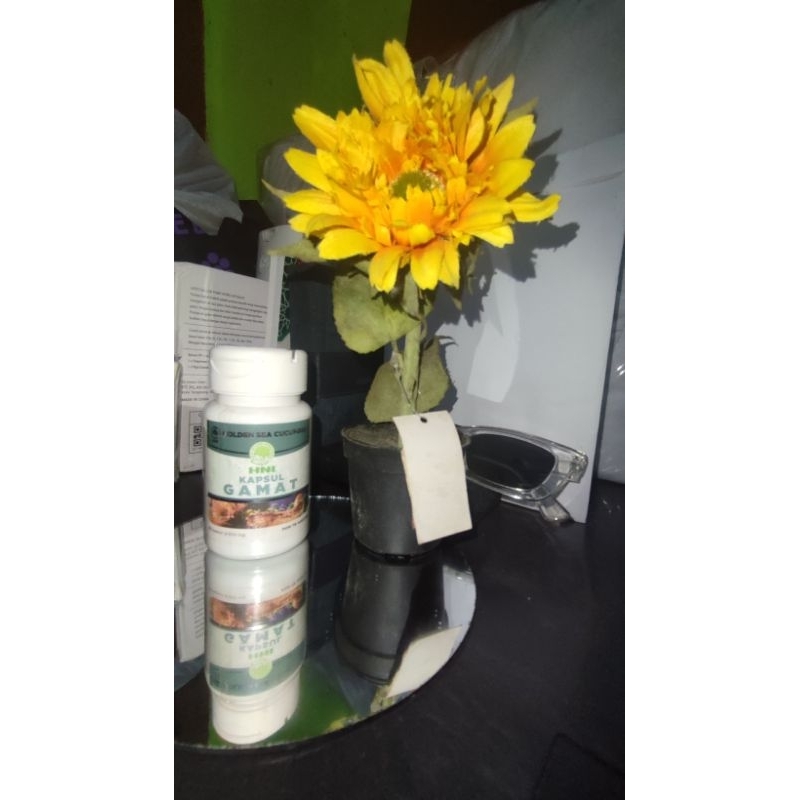 Gamat Kapsul HNI HPAI