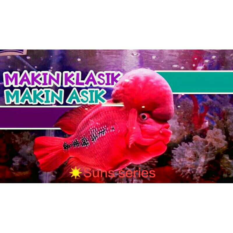 SUNS76 VIP SUPER RED KAMFA KLASIK ORI THAILAND