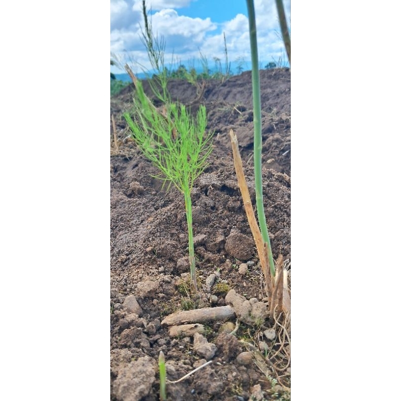 3 Benih | Bibit Asparagus Varietas UC800 Hibrida siap Tanam