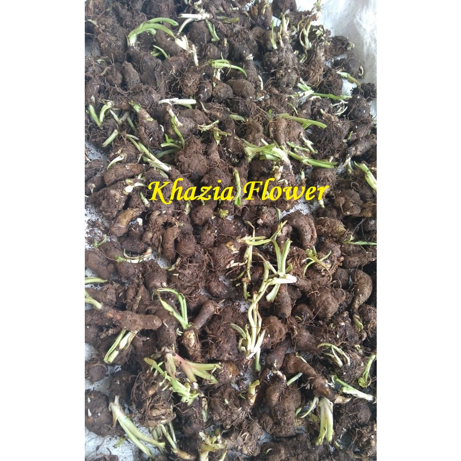 Bibit Benih Bunga Sedap Malam Siap Tanam Dijual Kiloan Campur