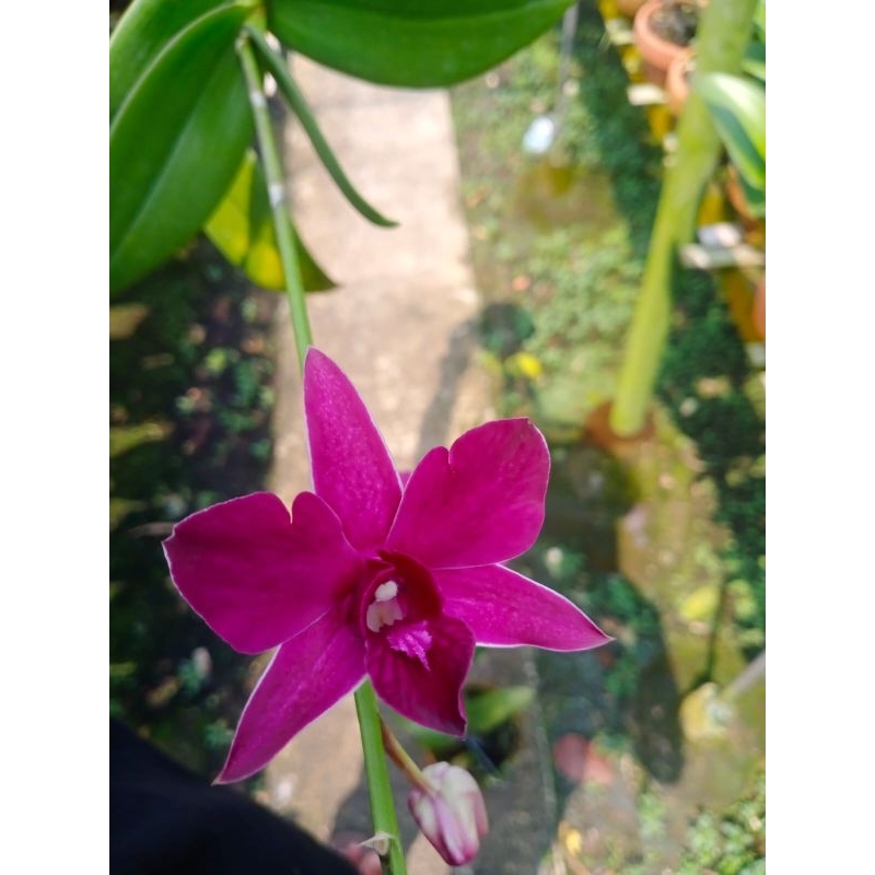 Anggrek dendrobium mona red berbunga promo