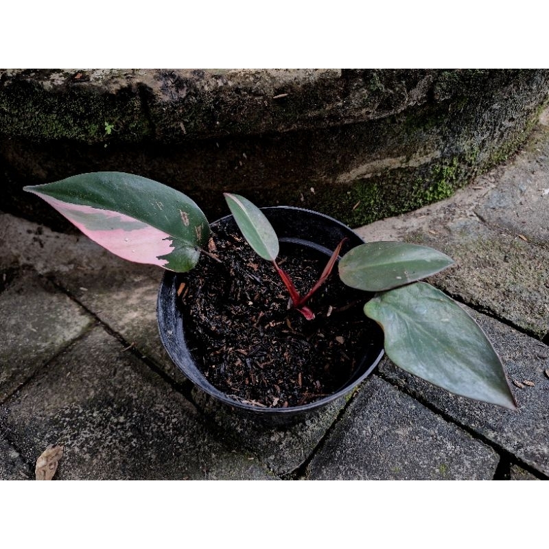 philodendron Pink Princess / pink princess