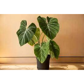 tanaman hias gloriosum dark form