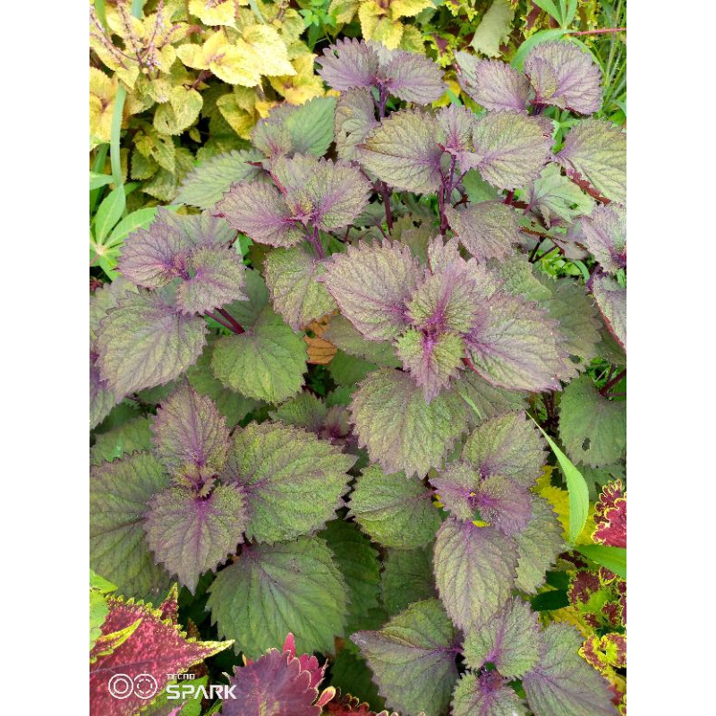015//Miana//coleus//miana id payung