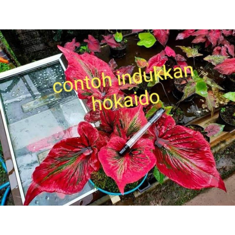 caladium hokaido