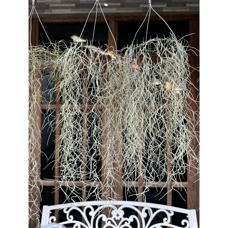 Tanaman Hias | Udara | Tillandsia Usneioides | Jenggot Nabi/Musa | Spanish Moss