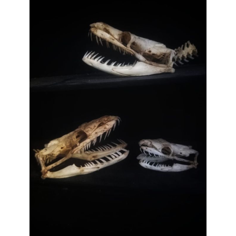 Hiasan Meja Tengkorak Ular