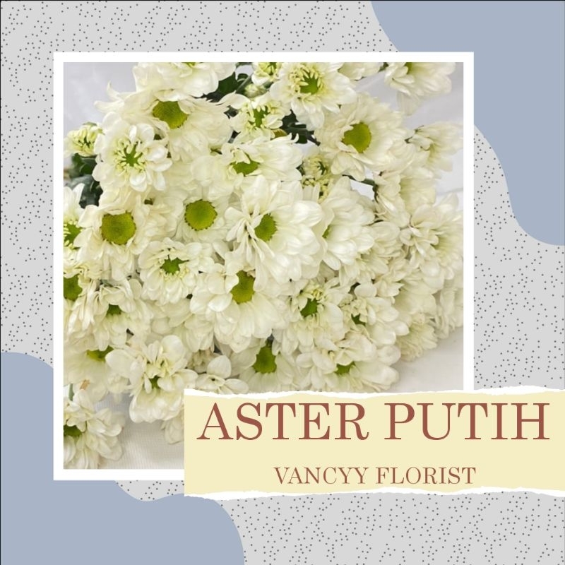 Bunga Aster Putih Pertangkai / Bunga Aster Potong / Bunga Aster Putih Fresh / Bunga Aster Vancyy Flo