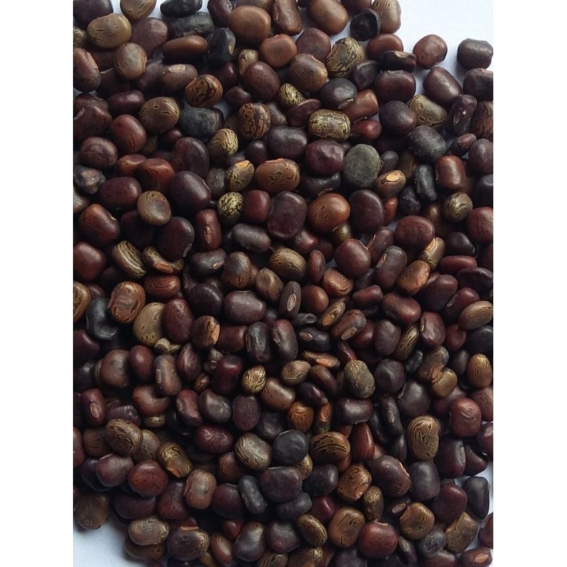 Kacang CP - Kacangan CP (Centrosema Pubescens)