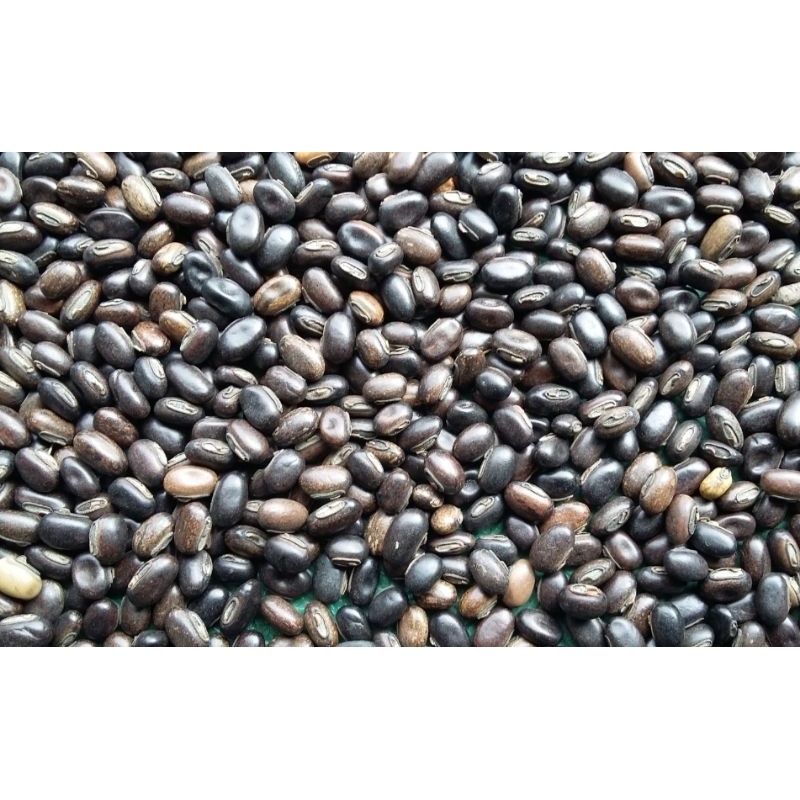 

Kacang MB - Kacangan MB (Mucuna Bracteata) - Paket 1 kg