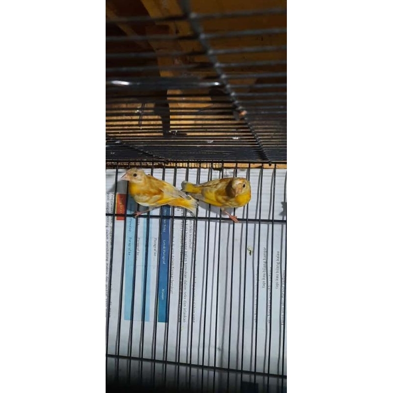 Redsiskin double dilute jantan paud