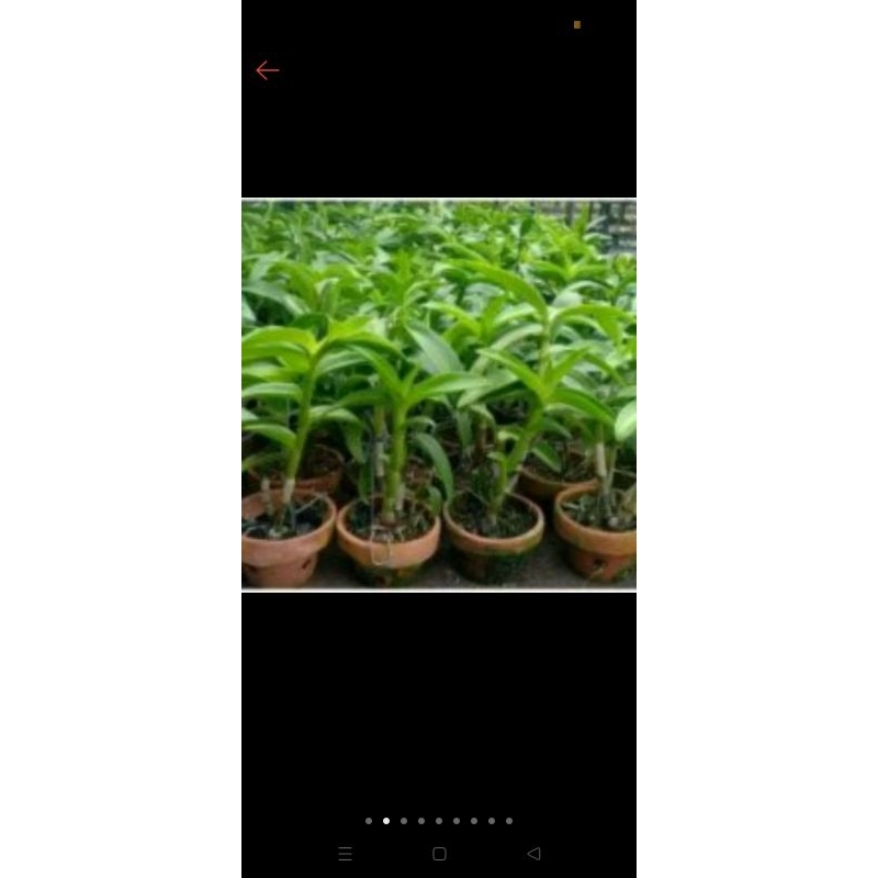 tanaman hias anggrek dendrobium black Papua anggrek hitam dendrobium siap
