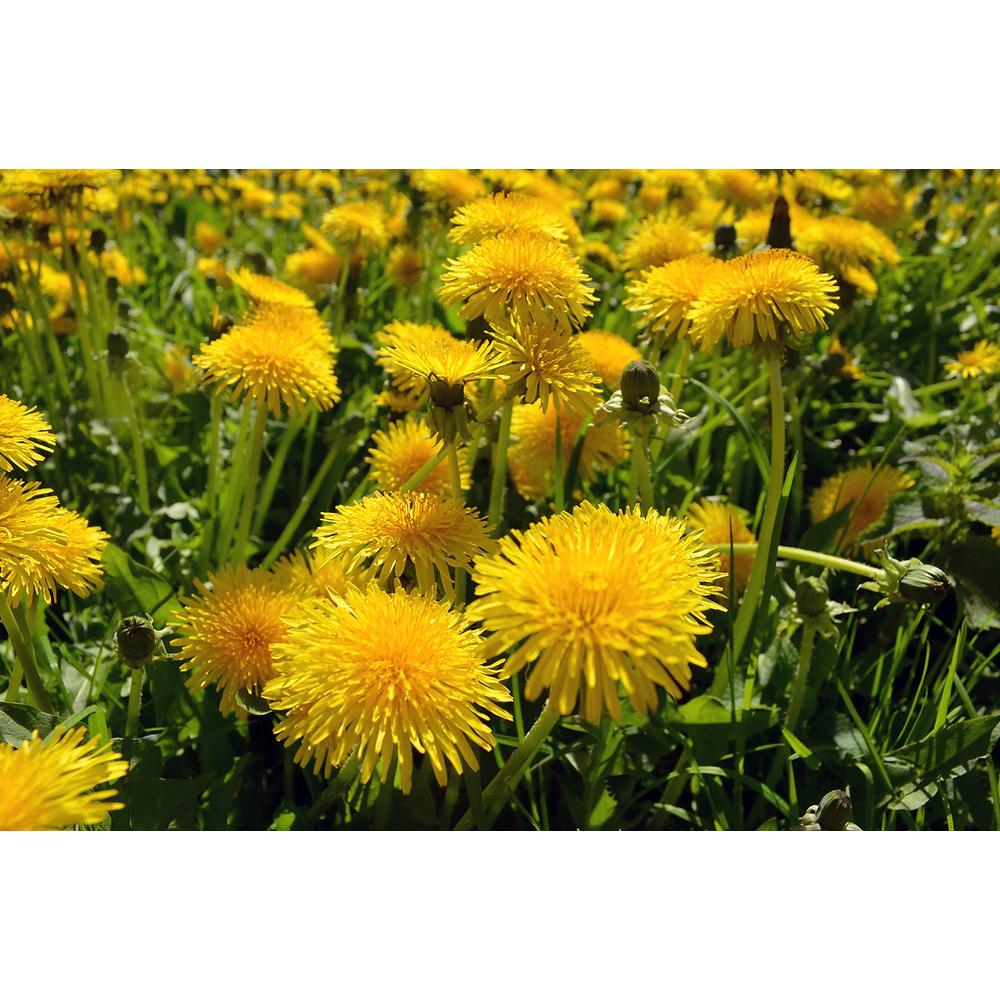 Benih Bibit Biji - Dandelion Taraxacum officinale Herb Seeds - IMPORT - Pakan Untuk Tortoise