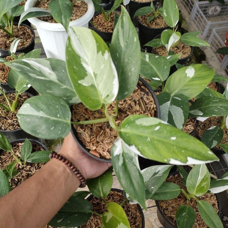 philodendron white wizard