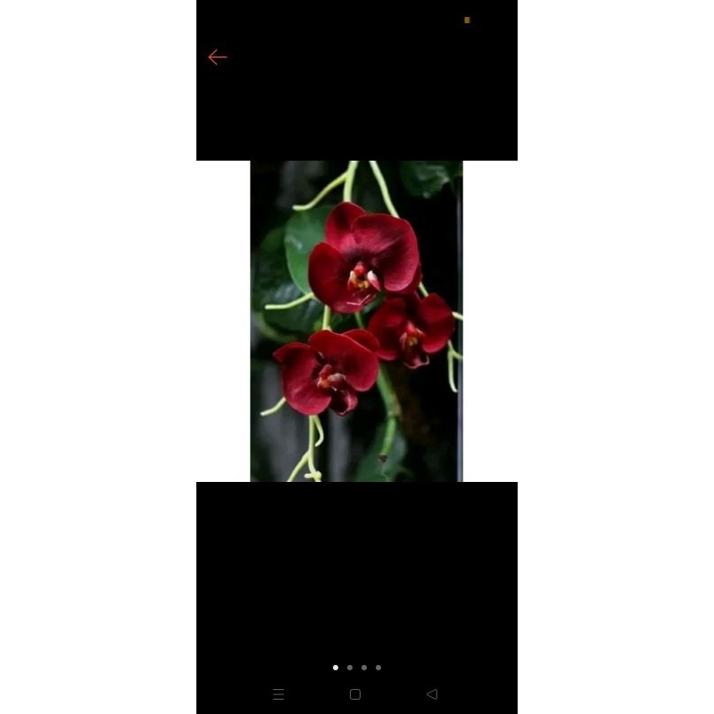 anggrek dendrobium dewasa bunga merah