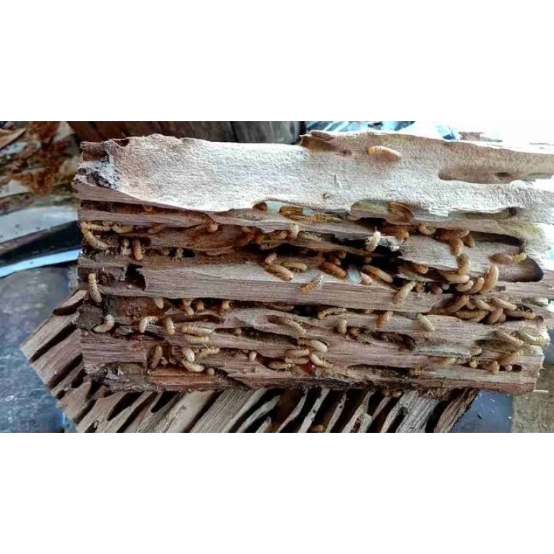 Rangas Wrangas Poa Rayap Umpan Jitu