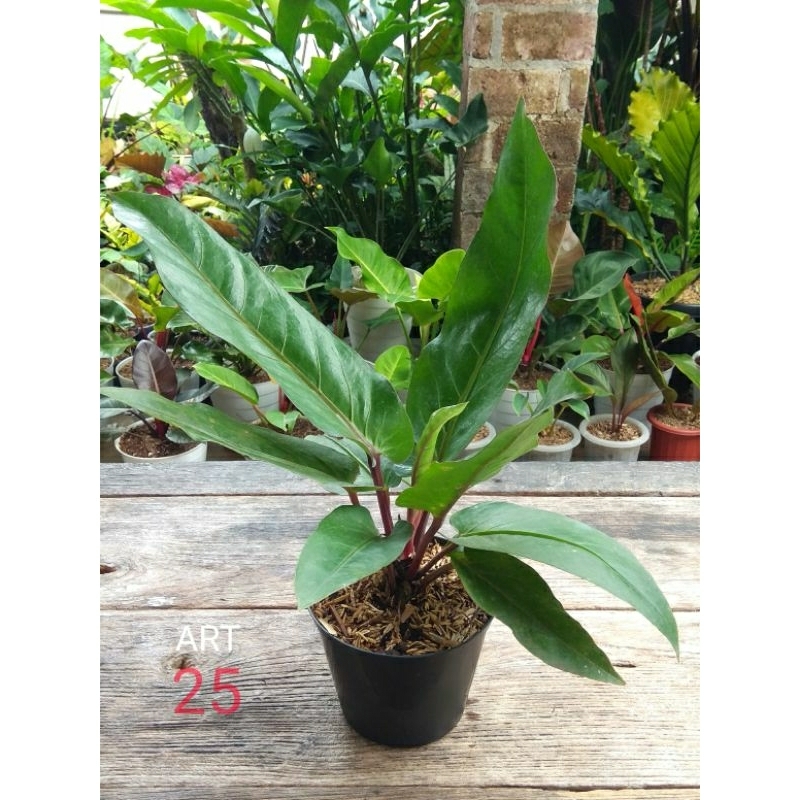 Anthurium Hookeri Super Red Anturium Hokeri Batang Merah Medium Size Real Picture