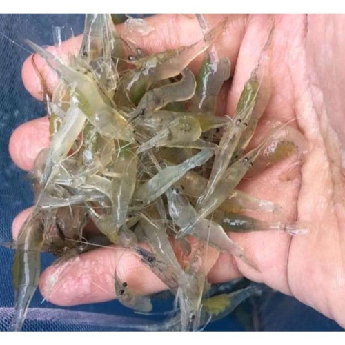 Udang Sawah Hidup Pakan Ikan Predator Arwana Oscar Channa Pbass