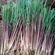 

1 kg sereh wangi merah - sereh lanang tanaman obat tradisional herbal