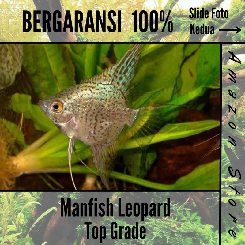 Ikan Manfish Leopard Top Grade/ Angelfish Leopard