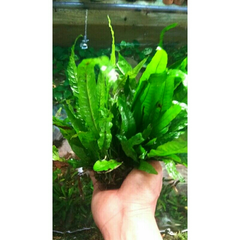 Tanaman Java Fern/Kadaka /1 ikat(tanaman air aquascape/aquarium)