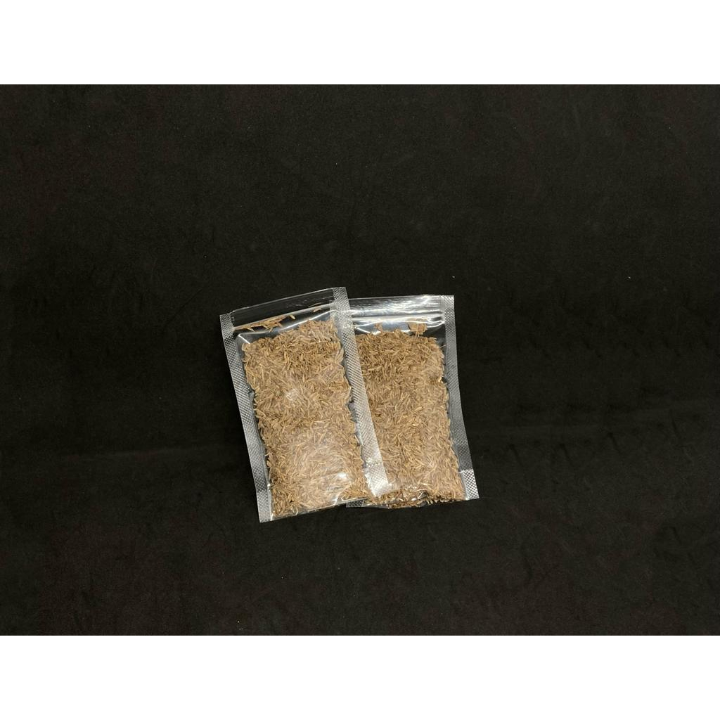 

Jinten segar, jinten, rempah jinten