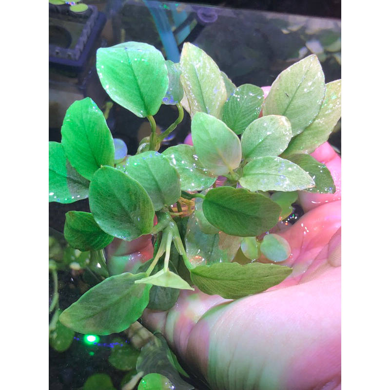 anubias jade MP