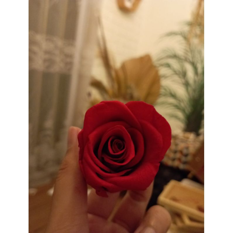 Preserved Rose Red