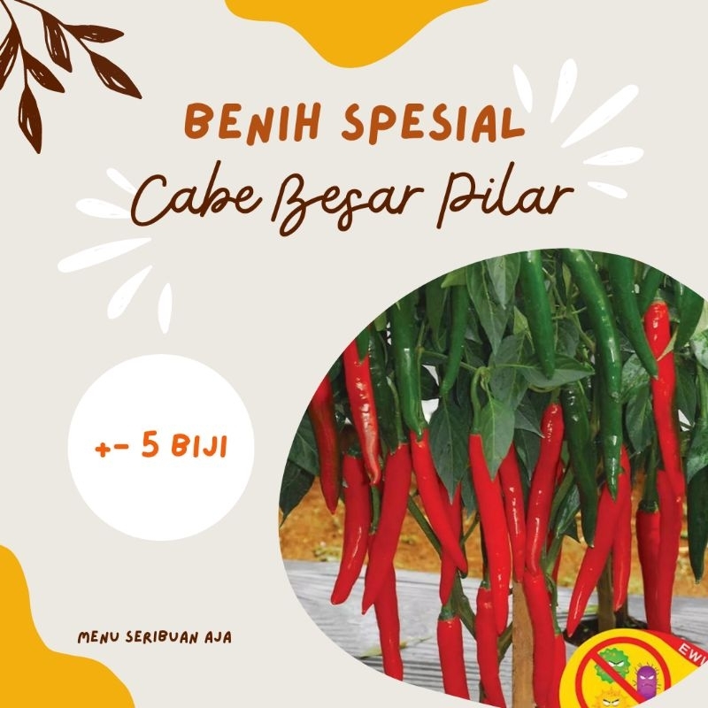 [Bibit Seribuan Aja ] Cabe Besar Pilar
