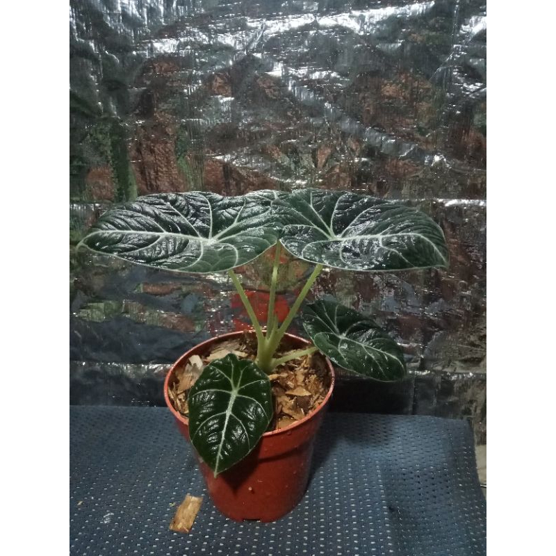 alocasia black velvet daun bulat