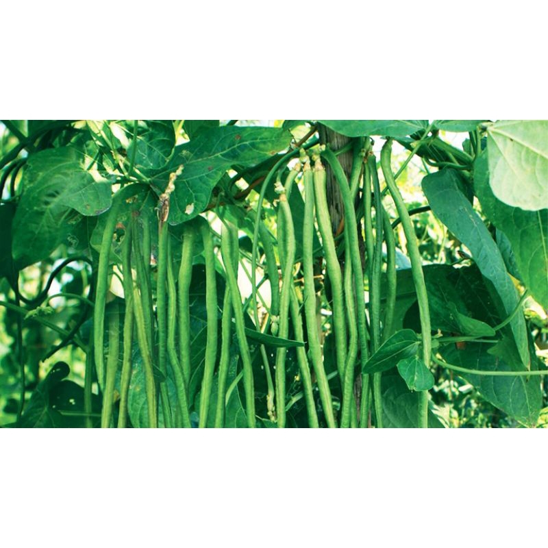 Benih Unggul Kacang Panjang Panah Merah
