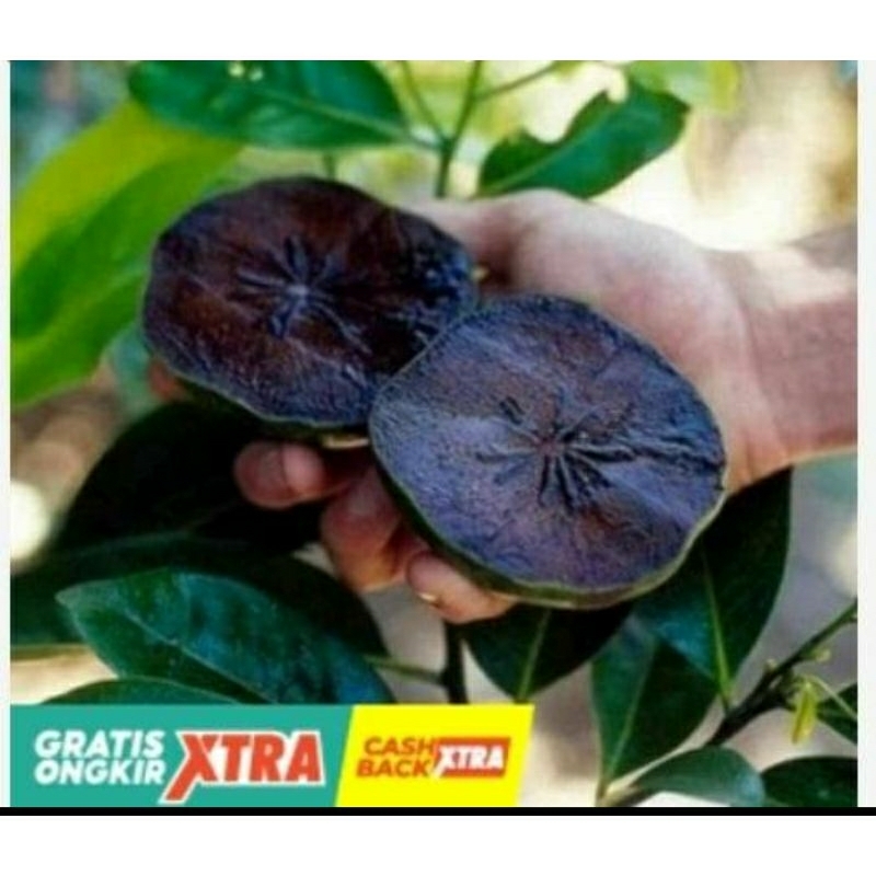 Bibit black sapote, bibit sawo hitam.sawo hitam Meksiko