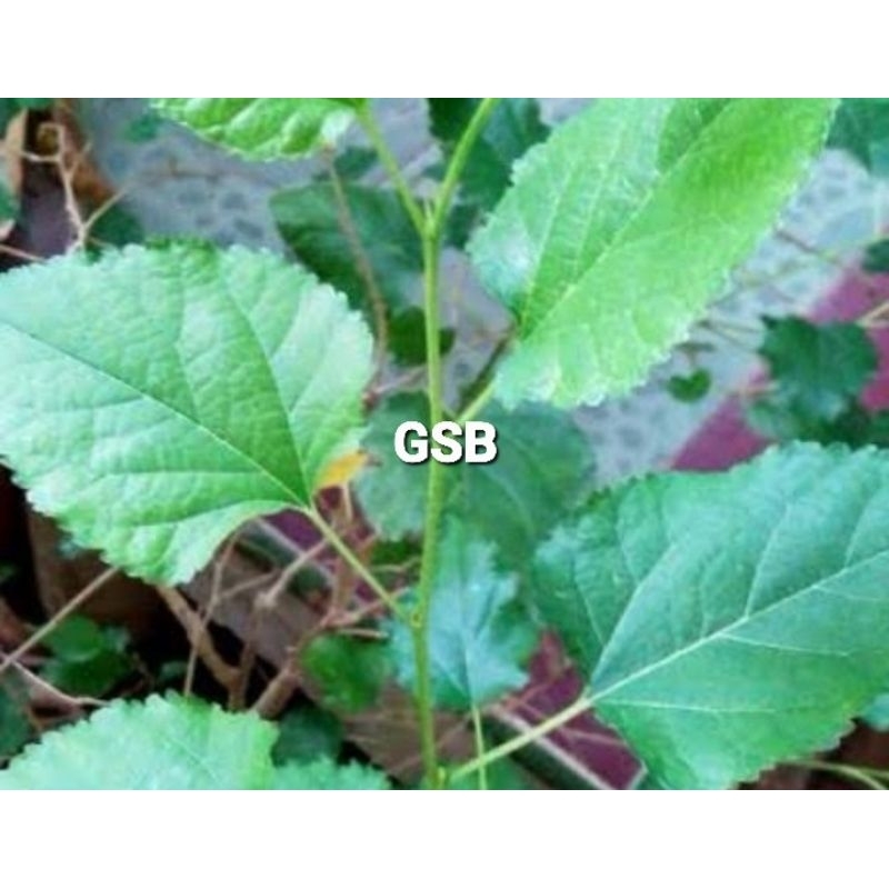 

Daun murbei daun arbei segar 200 gram