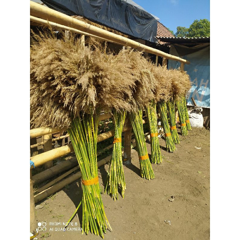 bunga kering. pampas kering pampas bulu . pampas plompong
